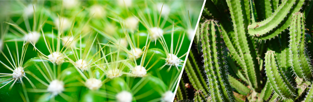 cactus-2
